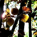 Vakantiehuis 'bienenhaeuschen' Liesenich