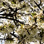 'bienenhaeuschen' Liesenich