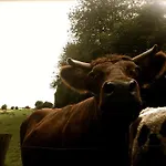Vakantiehuis 'bienenhaeuschen'