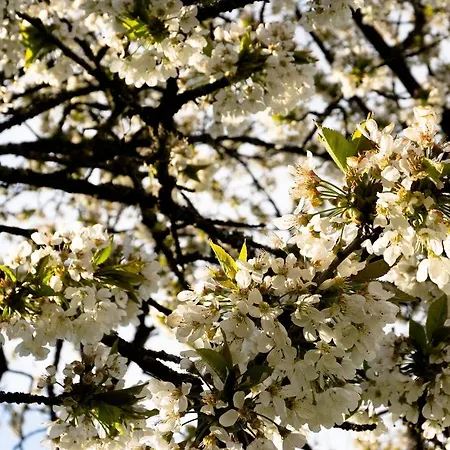 'bienenhaeuschen' Liesenich